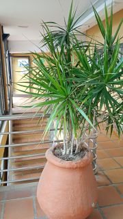 GC-Shopping Tropical (P Ingles) 2026-49.jpg
